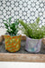 a couple of plants sitting on top of a wooden tray