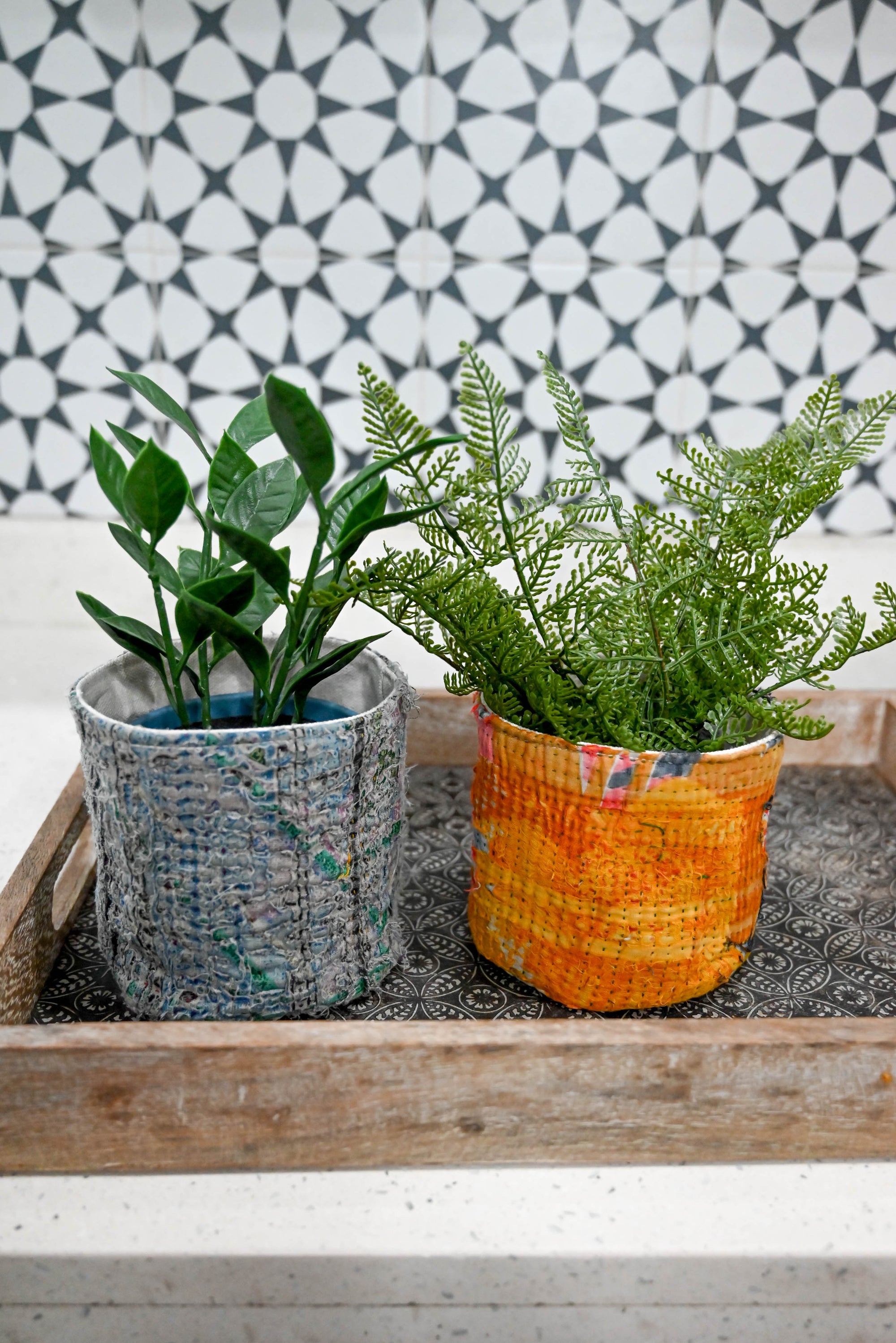 a couple of plants that are sitting in a tray