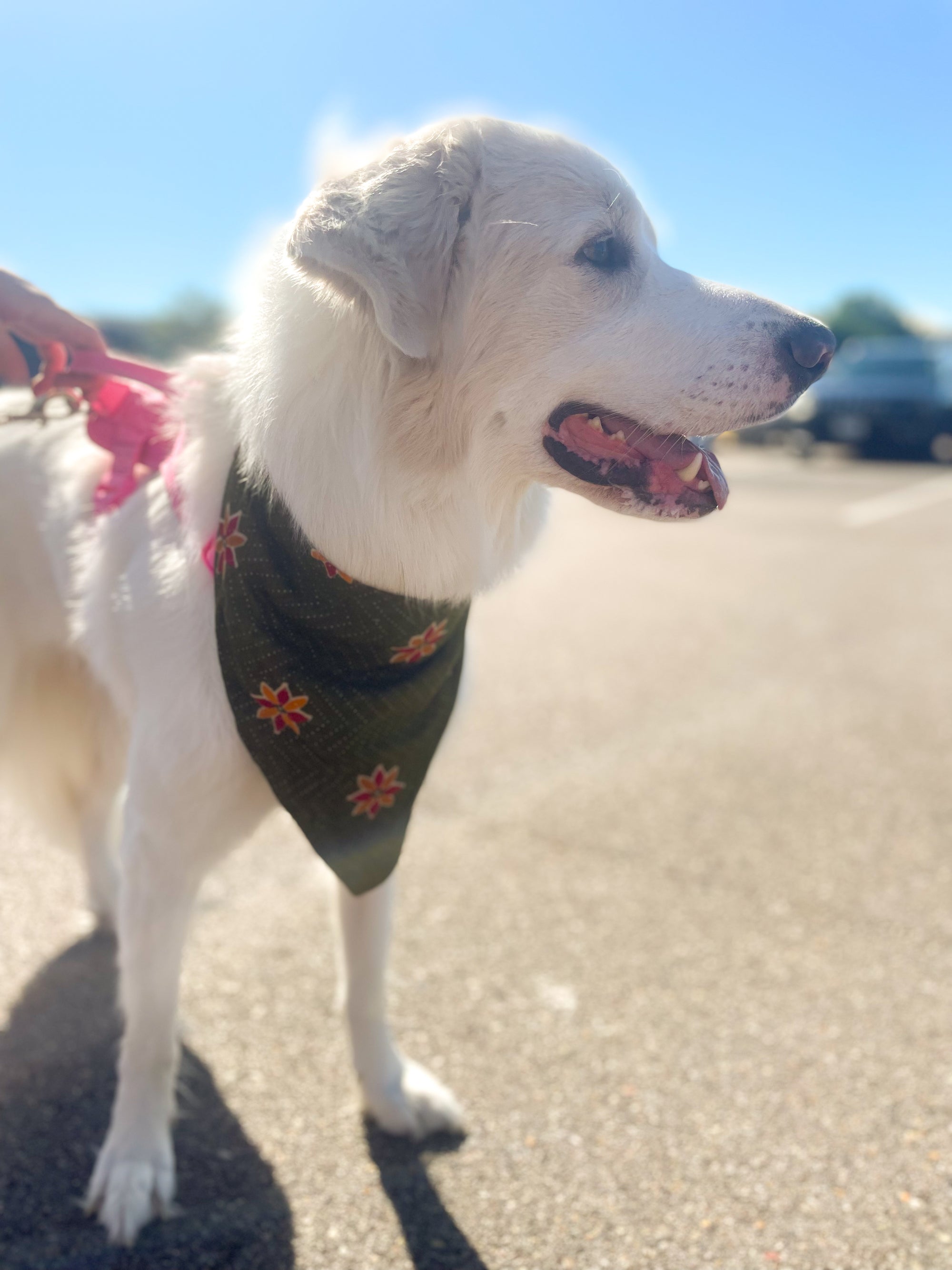 Saree pet bandana made from vibrant, hand-stitched recycled saree fabric, offering a colorful and unique accessory for your pet.