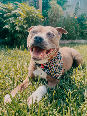 Saree pet bandana made from vibrant, hand-stitched recycled saree fabric, offering a colorful and unique accessory for your pet.