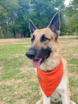 Saree pet bandana made from vibrant, hand-stitched recycled saree fabric, offering a colorful and unique accessory for your pet.