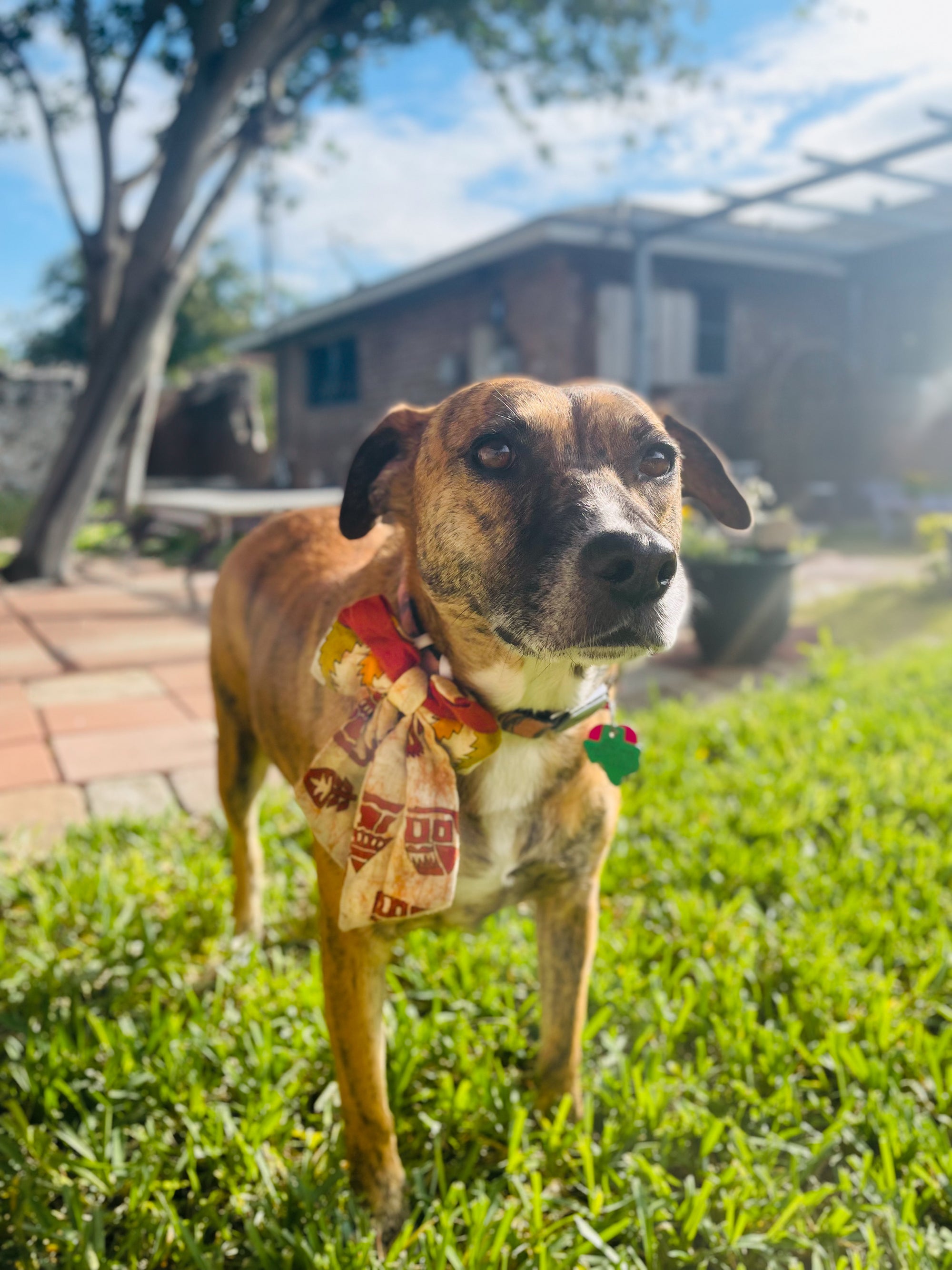 Saree pet bow made from colorful, hand-stitched recycled saree fabric, adding a vibrant and stylish touch to your pet's outfit