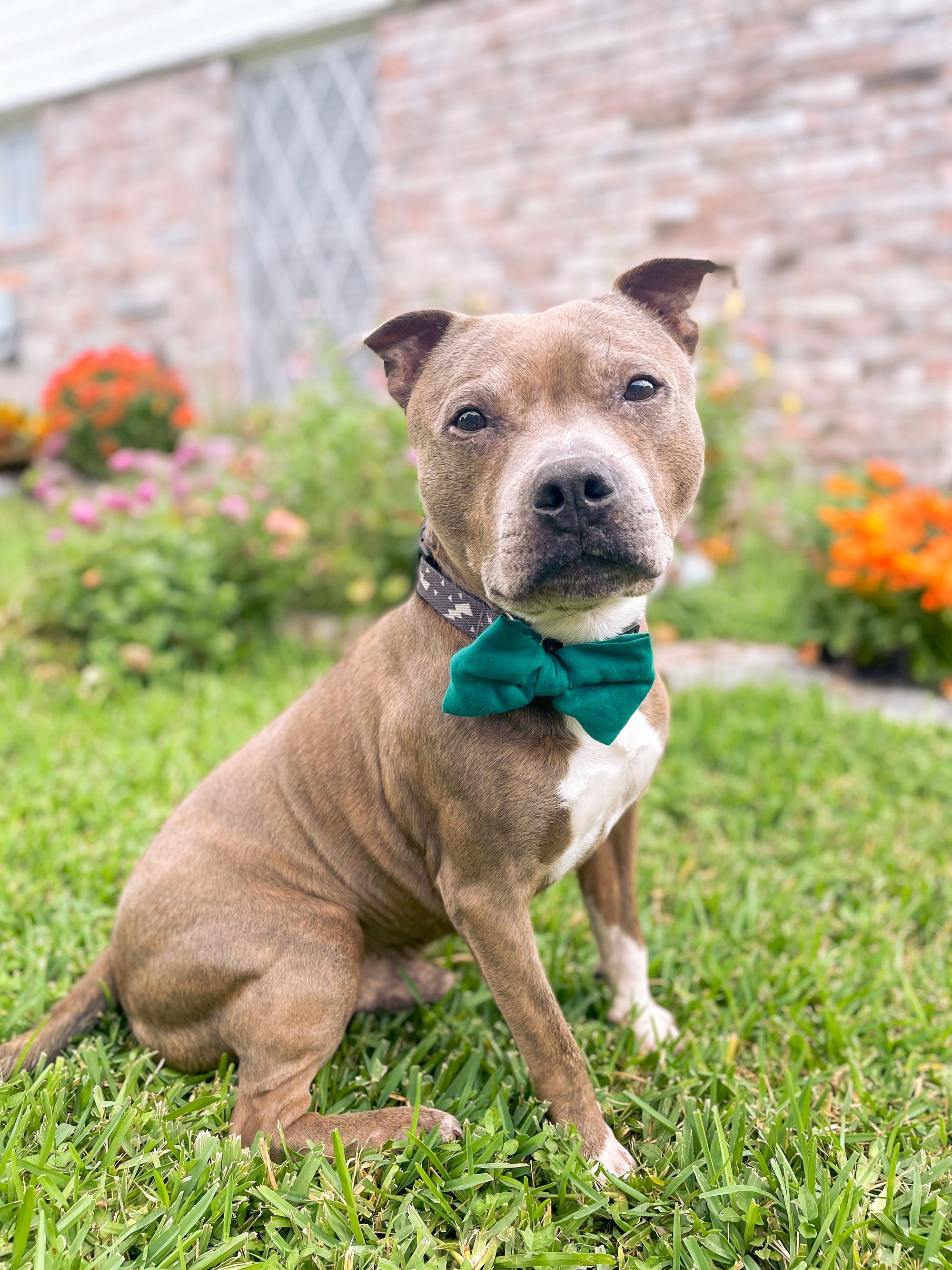 Saree pet bowtie made from colorful, hand-stitched recycled saree fabric, adding a unique and stylish accessory to your pet's wardrobe.