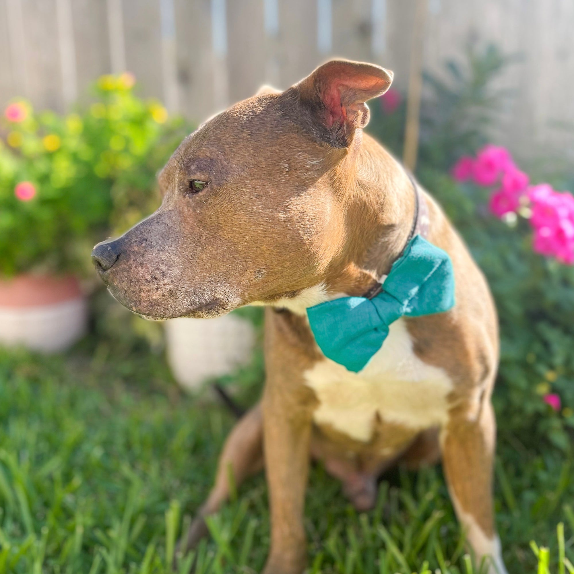 Saree pet bowtie made from colorful, hand-stitched recycled saree fabric, adding a unique and stylish accessory to your pet's wardrobe.