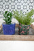 a couple of plants sitting on top of a wooden tray