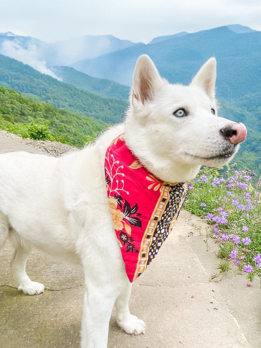 Saree Pet Bandana | Large - Asha Project Kantha - Saree - Handmade