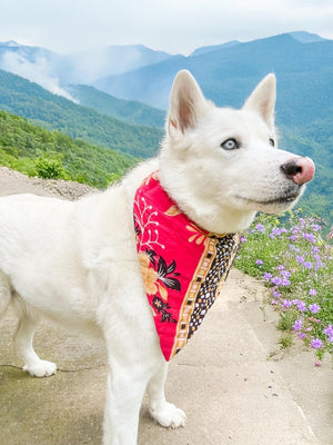 Saree Pet Bandana | Large - Asha Project Kantha - Saree - Handmade