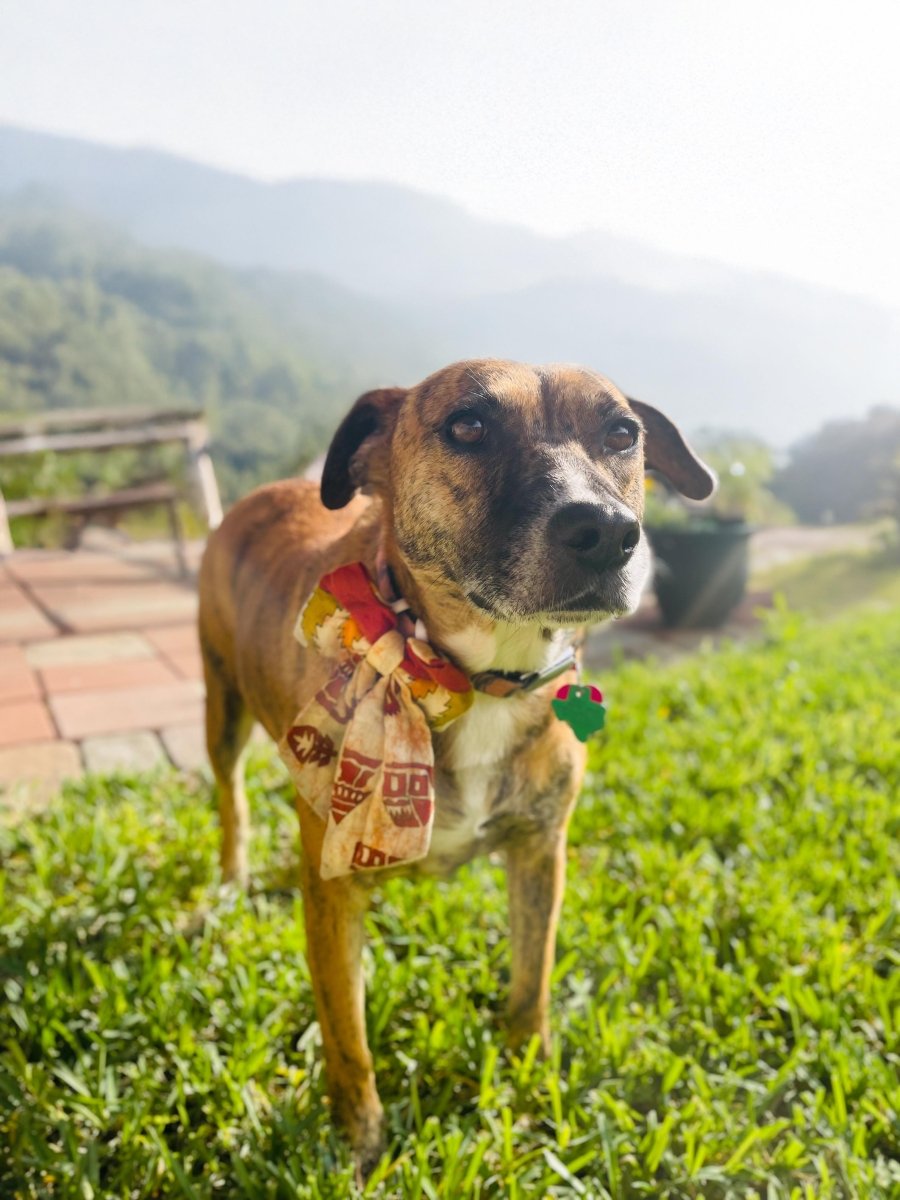 Saree Pet Bow | Large - Asha Project Kantha - Saree - Handmade