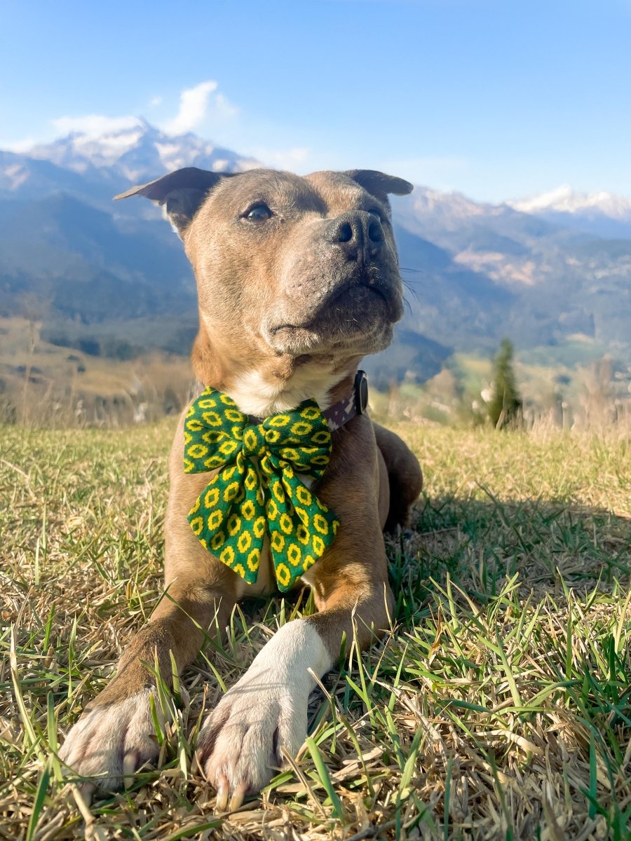 Saree Pet Bow | Small - Asha Project Kantha - Saree - Handmade