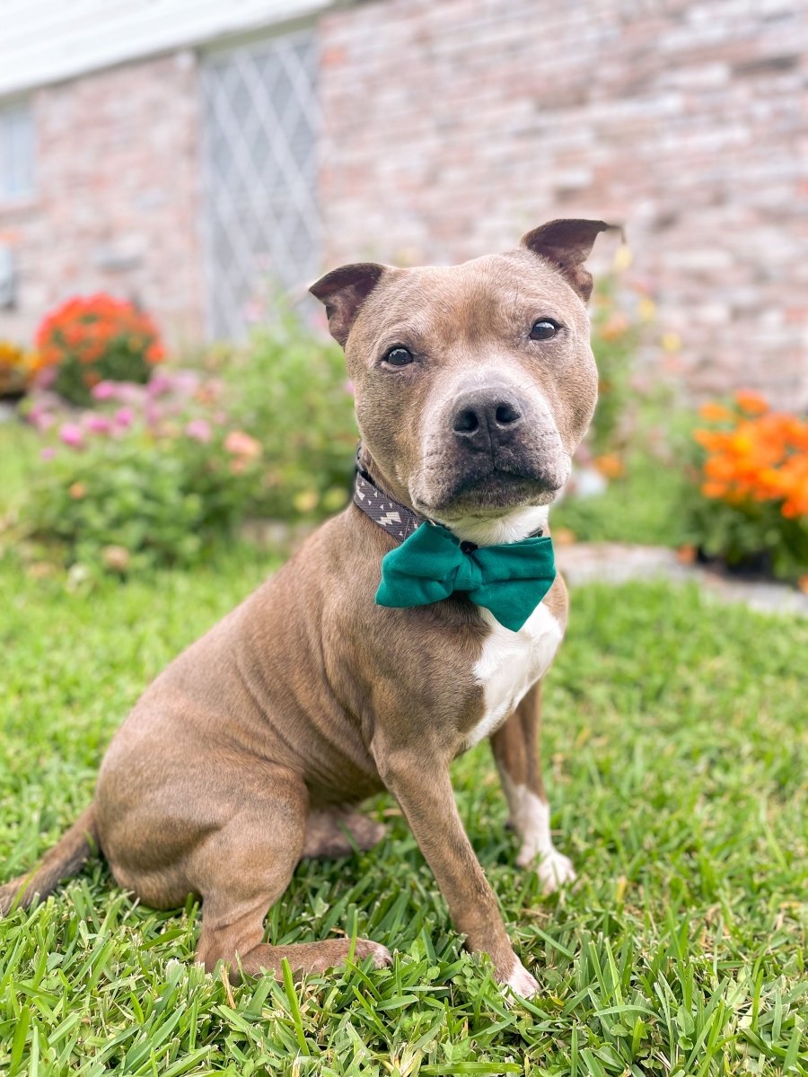 Saree Pet Bowtie | Large - Asha Project Kantha - Saree - Handmade