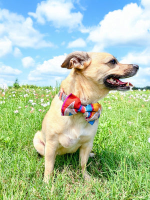 Saree Pet Bowtie | Small - Asha Project Kantha - Saree - Handmade