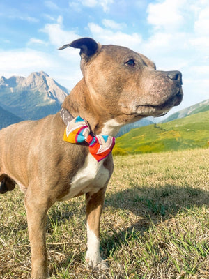 Saree Pet Bowtie | Small | Assorted - Asha Project Kantha - Saree - Handmade