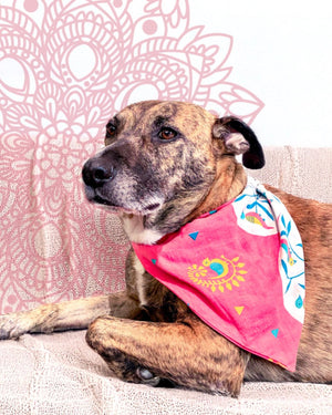 WS Saree Pet Bandana | Large - Asha Project Kantha - Saree - Handmade