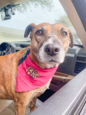 WS Saree Pet Bandana | Medium - Asha Project Kantha - Saree - Handmade