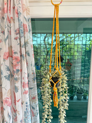 a window with curtains and a hanging plant